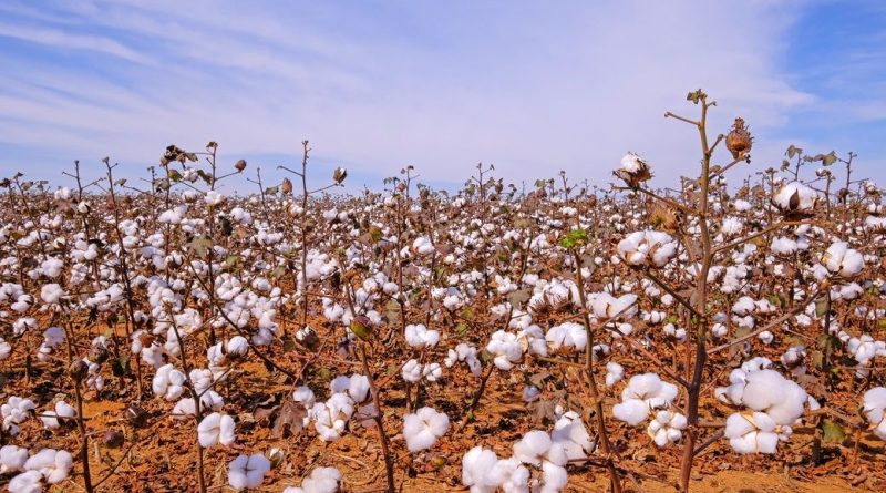 Brazilian cotton exports hit a record, but trade slows