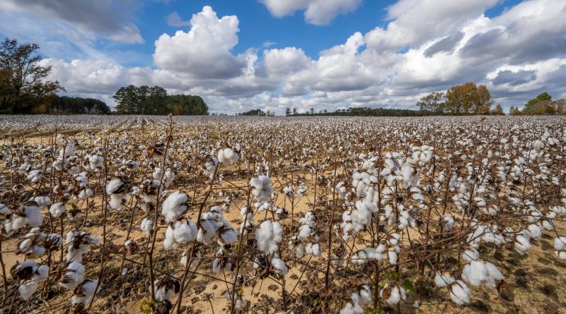 CAI raises India’s 2025-26 cotton pressing estimate to 324 lakh