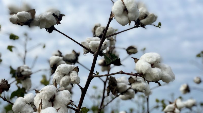 Government considers customs duty cut on cotton imports to aid textile sector