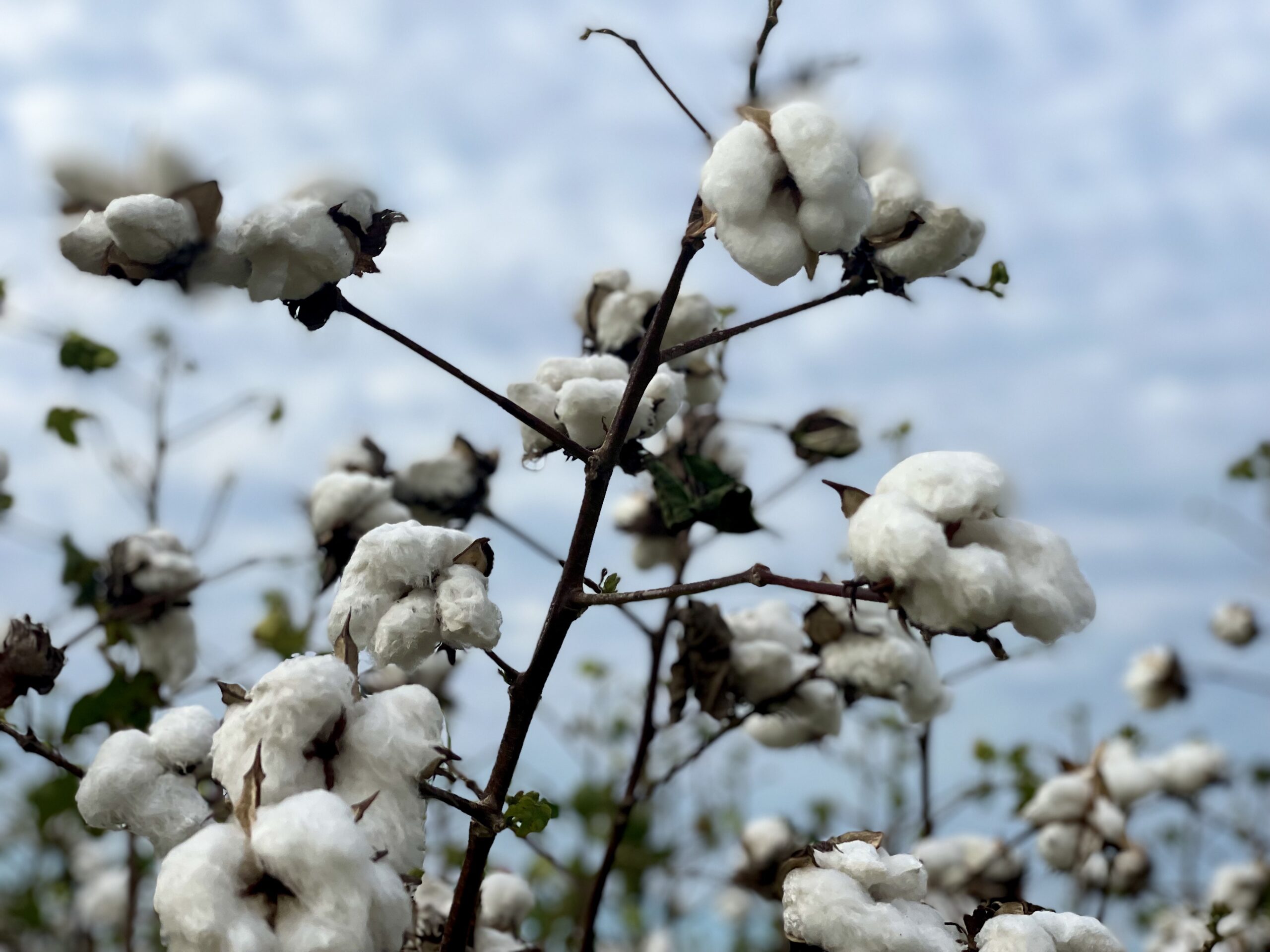 Government considers customs duty cut on cotton imports to aid textile sector