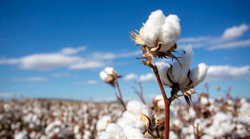 India’s cotton acreage, output may go up in next year: USDA
