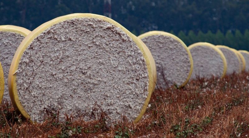 US Upland cotton export sales fall sharply, Pima rebounds