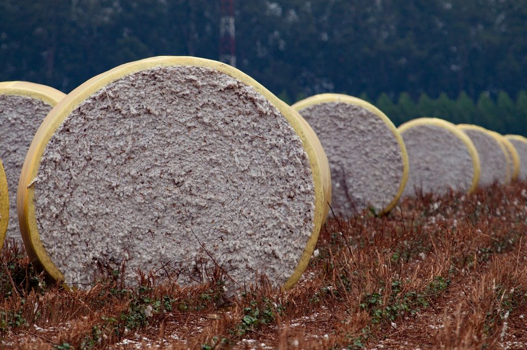 US Upland cotton export sales fall sharply, Pima rebounds