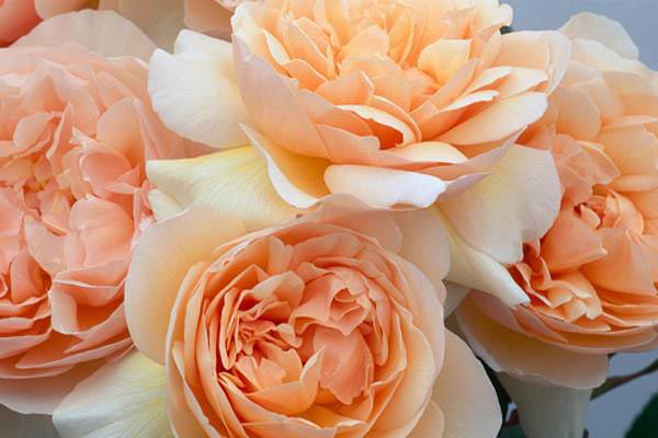 Did you know that rose is 35 million year-old?