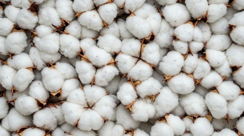 India leads cotton spread volatility as global margins diverge sharply