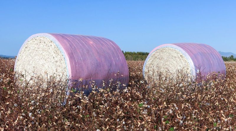 US cotton export sales show strong recovery, Upland rise 36%