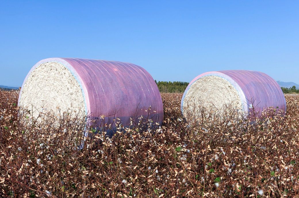 US cotton export sales show strong recovery, Upland rise 36%